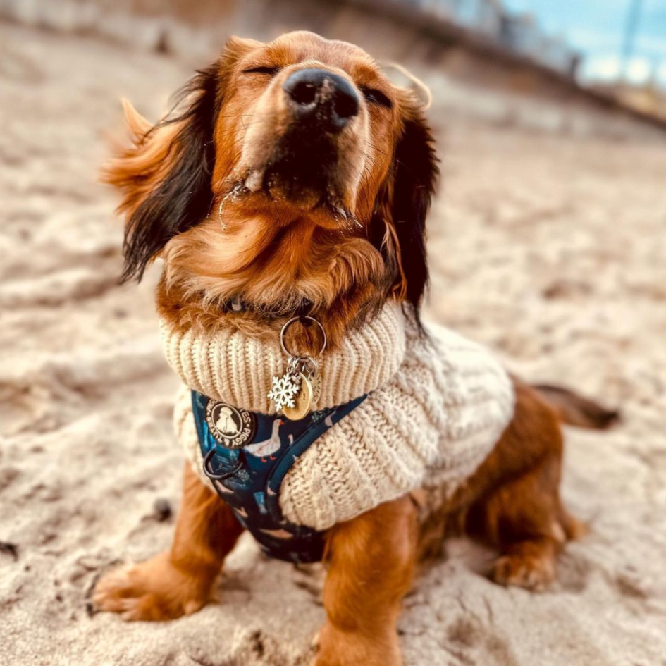 D Ring Adjustable Harness - Duck Duck Goose - Image 4