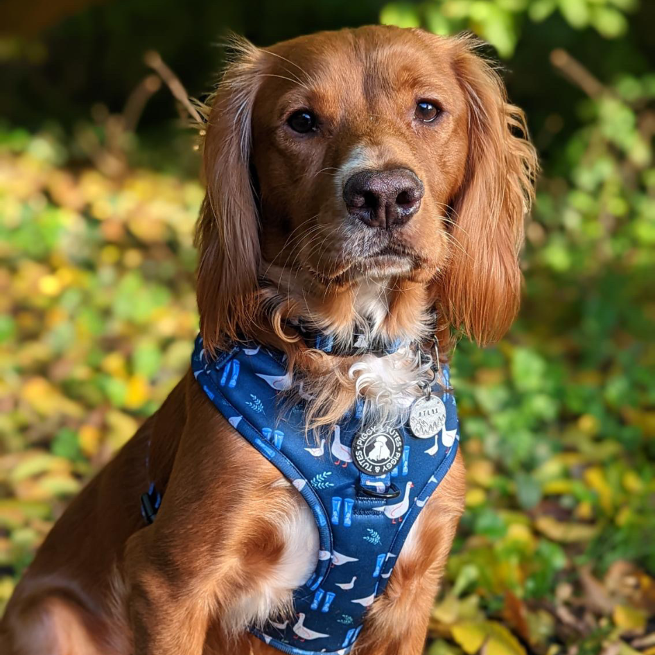 D Ring Adjustable Harness - Duck Duck Goose - Image 2