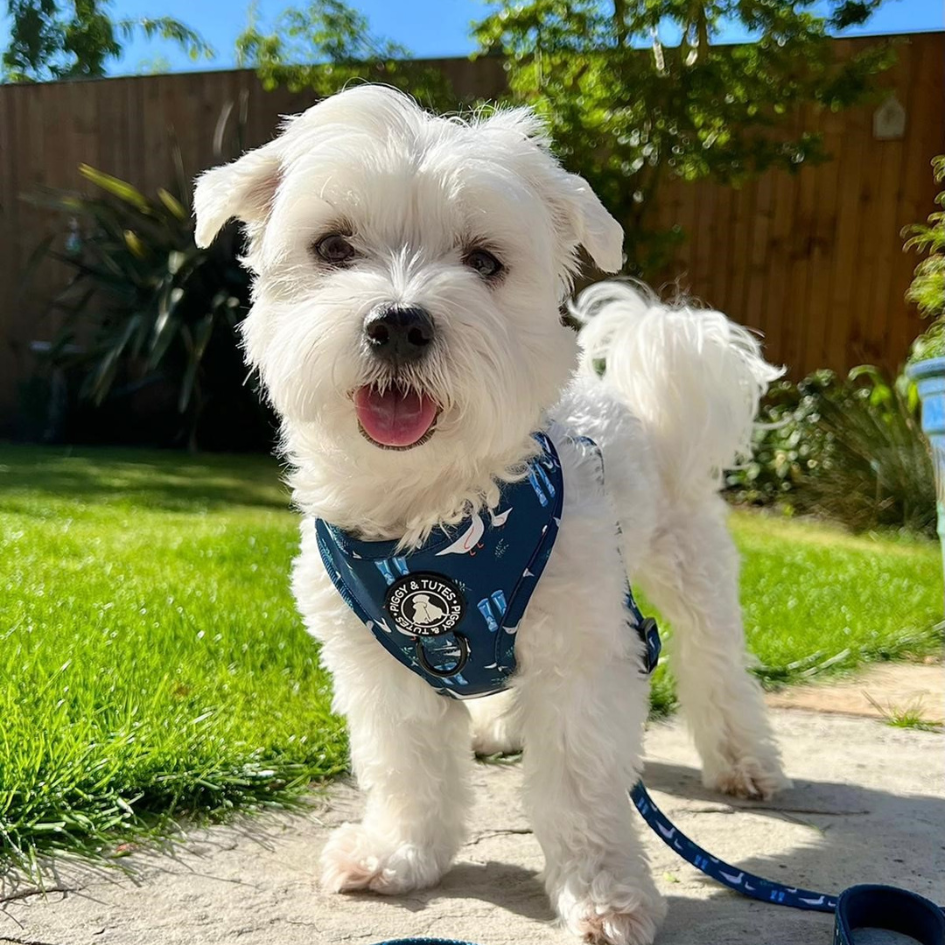 D Ring Adjustable Harness - Duck Duck Goose - Image 3