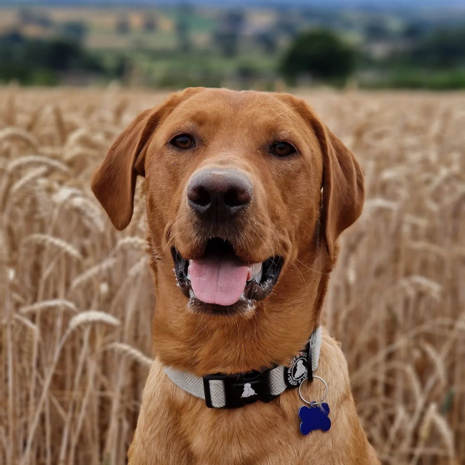 Tweed Collar - Country Green - Image 2