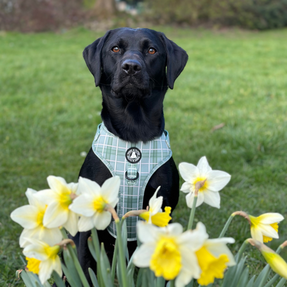 D Ring Adjustable Harness - Check Me Out - Image 2