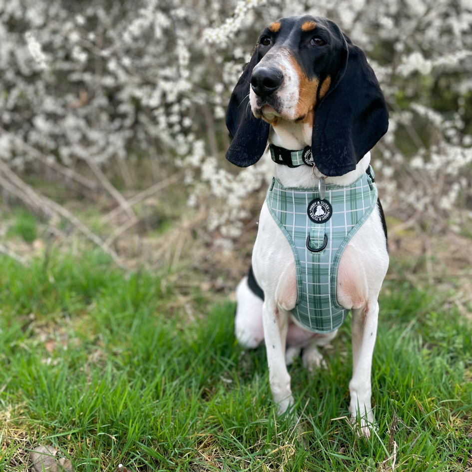 D Ring Adjustable Harness - Check Me Out - Image 3