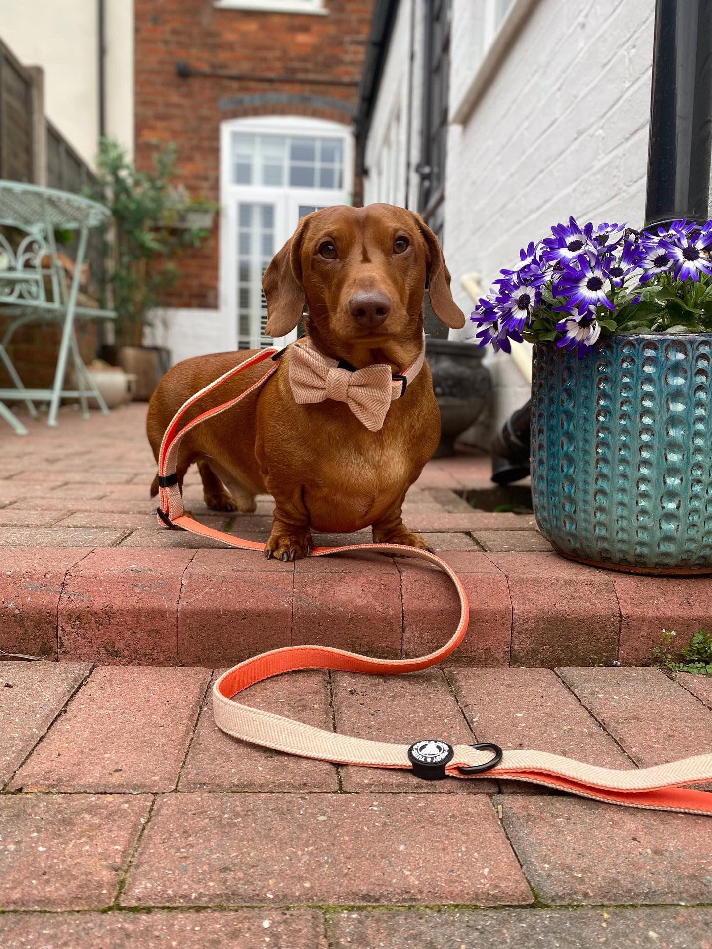 Tweed Adjustable Lead - Country Orange - Image 3