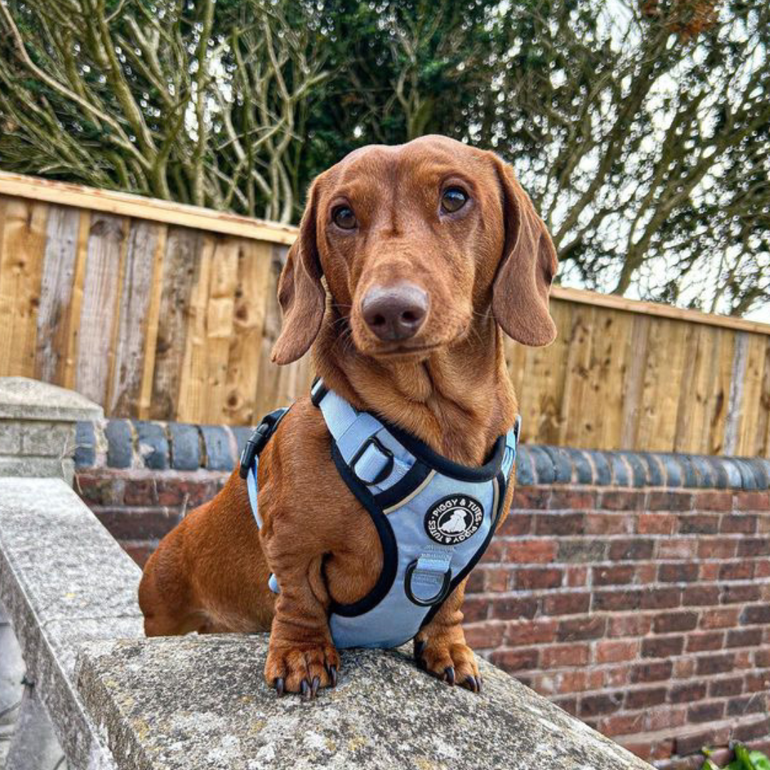 Lead - Sky Blue - Image 3