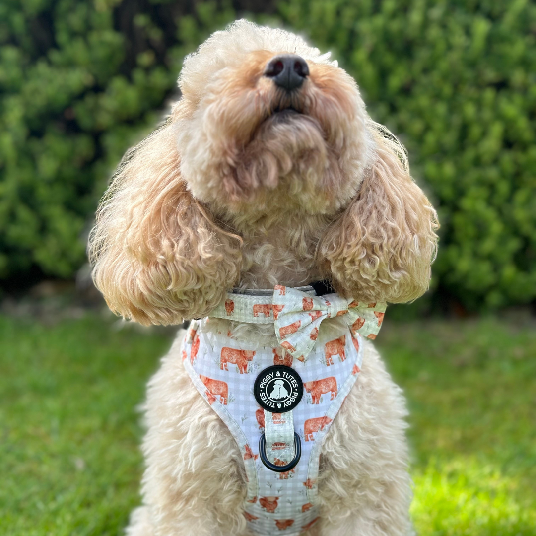 D Ring Adjustable Harness - Gingham Moo - Image 4