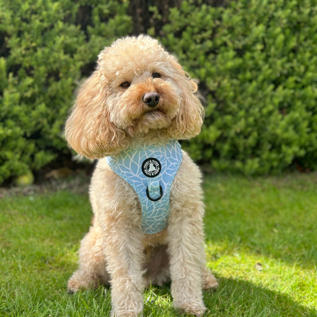 D Ring Adjustable Harness - Spring Splash - Image 4