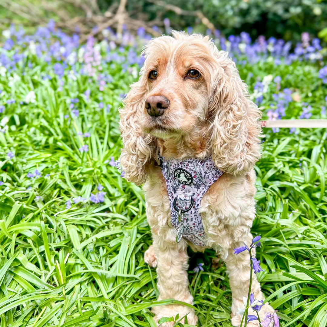 Tough Piggy Harness - Wildflowers - Image 4