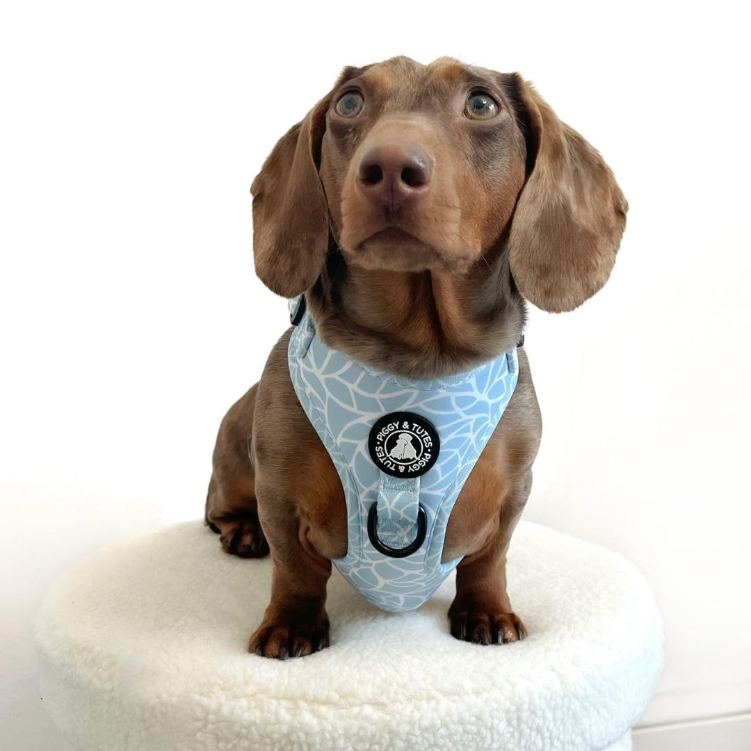 D Ring Adjustable Harness - Spring Splash - Image 6