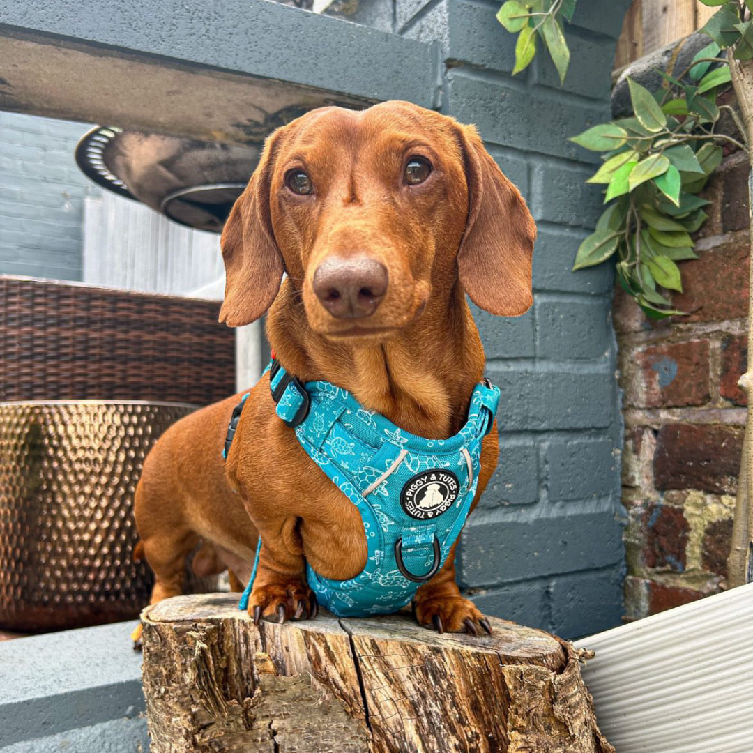 Tough Piggy Harness - Turtle Tides - Image 3